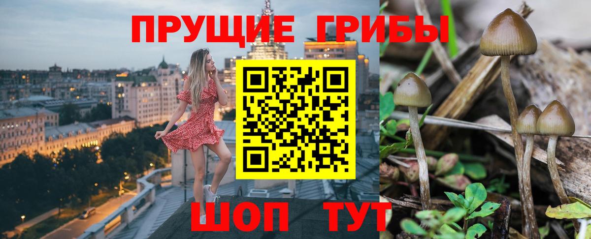 Псилоцибиновые грибы мицелий Новошахтинск